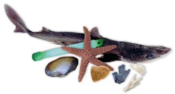 Exploring Creation with Marine Biology Dissection Set (H623)