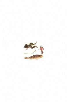 Exploring Creation with Biology Specimens only (H624)